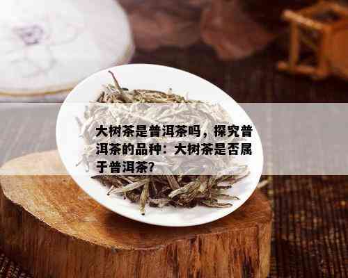 大树茶是普洱茶吗，探究普洱茶的品种：大树茶是否属于普洱茶？