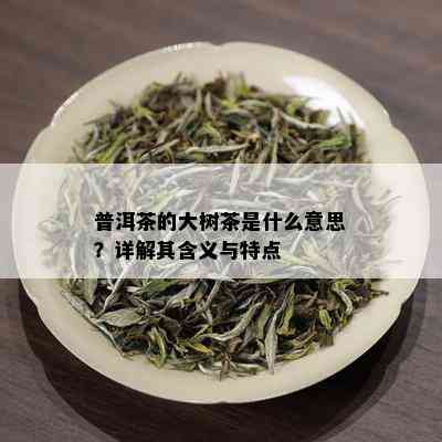 普洱茶的大树茶是什么意思？详解其含义与特点