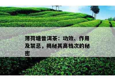 薄荷塘普洱茶：功效、作用及禁忌，揭秘其高档次的秘密