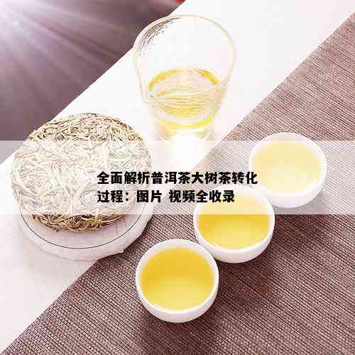 全面解析普洱茶大树茶转化过程：图片 视频全收录