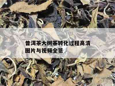 普洱茶大树茶转化过程高清图片与视频全览