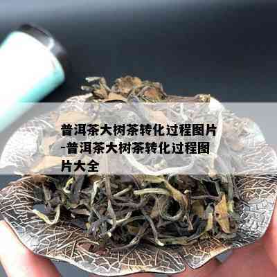 普洱茶大树茶转化过程图片-普洱茶大树茶转化过程图片大全