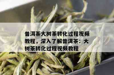 普洱茶大树茶转化过程视频教程，深入了解普洱茶：大树茶转化过程视频教程