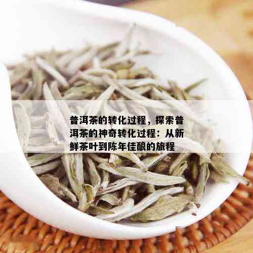 普洱茶的转化过程，探索普洱茶的神奇转化过程：从新鲜茶叶到陈年佳酿的旅程