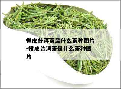 橙皮普洱茶是什么茶种图片-橙皮普洱茶是什么茶种图片