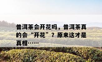 普洱茶会开花吗，普洱茶真的会“开花”？原来这才是真相……