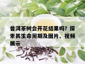 普洱茶树会开花结果吗？探索其生命周期及图片、视频展示