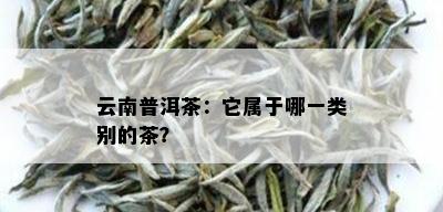 云南普洱茶：它属于哪一类别的茶？