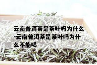 云南普洱茶是茶叶吗为什么-云南普洱茶是茶叶吗为什么不能喝