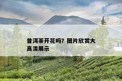 普洱茶开花吗？图片欣赏大高清展示