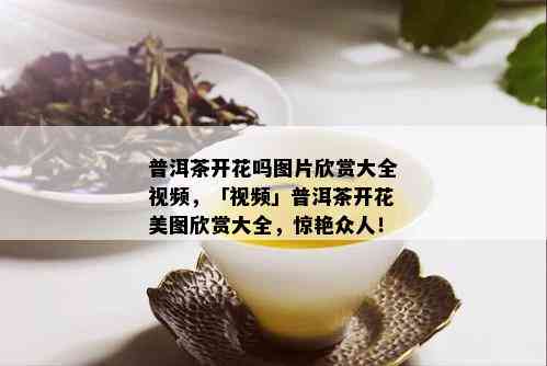 普洱茶开花吗图片欣赏大全视频，「视频」普洱茶开花美图欣赏大全，惊艳众人！