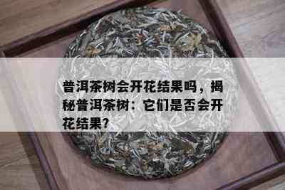 普洱茶树会开花结果吗，揭秘普洱茶树：它们是否会开花结果？