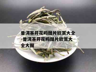 普洱茶开花吗图片欣赏大全-普洱茶开花吗图片欣赏大全大图