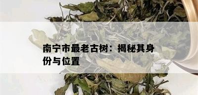 南宁市最老古树：揭秘其身份与位置