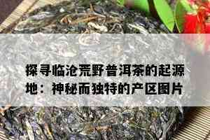 探寻临沧荒野普洱茶的起源地：神秘而独特的产区图片