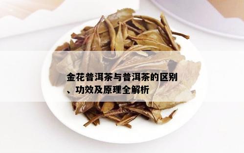 金花普洱茶与普洱茶的区别、功效及原理全解析