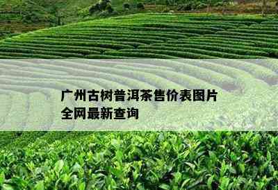 广州古树普洱茶售价表图片全网最新查询