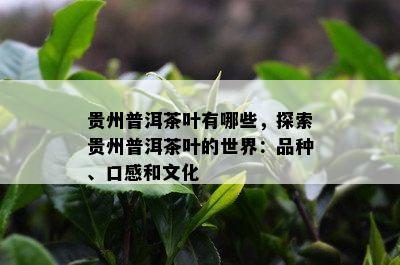 贵州普洱茶叶有哪些，探索贵州普洱茶叶的世界：品种、口感和文化