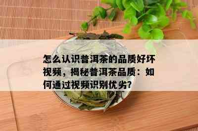 怎么认识普洱茶的品质好坏视频，揭秘普洱茶品质：如何通过视频识别优劣？