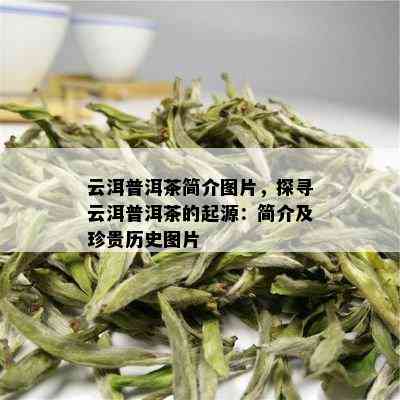 云洱普洱茶简介图片，探寻云洱普洱茶的起源：简介及珍贵历史图片