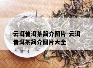 云洱普洱茶简介图片-云洱普洱茶简介图片大全