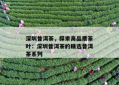 深圳普洱茶，探索高品质茶叶：深圳普洱茶的精选普洱茶系列