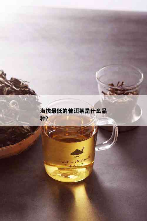 海拔更低的普洱茶是什么品种？