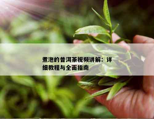 煮泡的普洱茶视频讲解：详细教程与全面指南