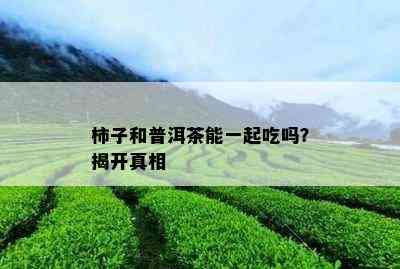 柿子和普洱茶能一起吃吗？揭开真相