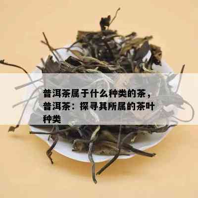 普洱茶属于什么种类的茶，普洱茶：探寻其所属的茶叶种类