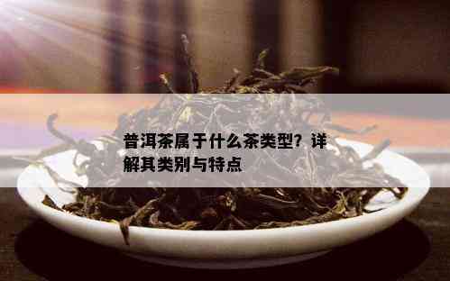 普洱茶属于什么茶类型？详解其类别与特点