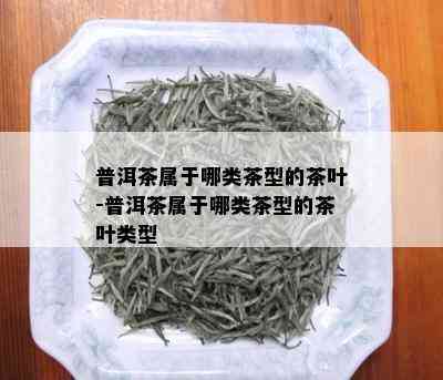 普洱茶属于哪类茶型的茶叶-普洱茶属于哪类茶型的茶叶类型