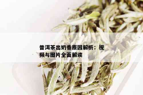 普洱茶出奶香原因解析：视频与图片全面解读