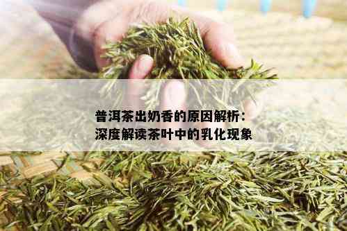 普洱茶出奶香的原因解析：深度解读茶叶中的乳化现象