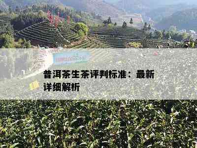 普洱茶生茶评判标准：最新详细解析