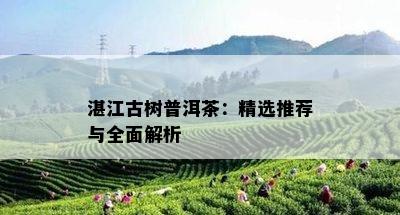 湛江古树普洱茶：精选推荐与全面解析