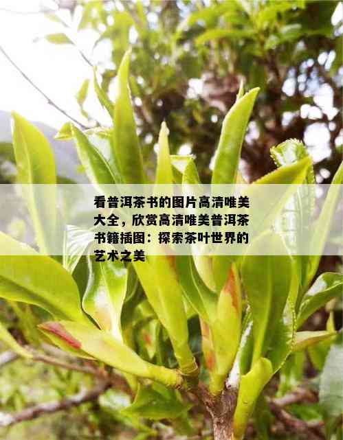 看普洱茶书的图片高清唯美大全，欣赏高清唯美普洱茶书籍插图：探索茶叶世界的艺术之美