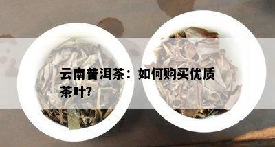 云南普洱茶：如何购买优质茶叶？