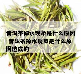 普洱茶掉水现象是什么原因-普洱茶掉水现象是什么原因造成的