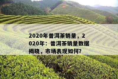 2020年普洱茶销量，2020年：普洱茶销量数据揭晓，市场表现如何？