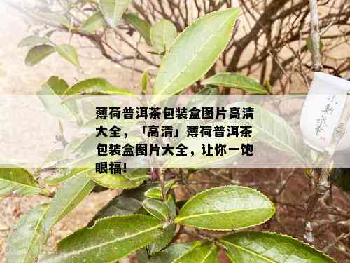 薄荷普洱茶包装盒图片高清大全，「高清」薄荷普洱茶包装盒图片大全，让你一饱眼福！