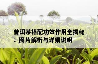 普洱茶搭配功效作用全揭秘：图片解析与详细说明