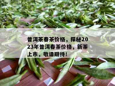 普洱茶春茶价格，探秘2023年普洱春茶价格，新茶上市，敬请期待！