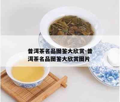 普洱茶名品图鉴大欣赏-普洱茶名品图鉴大欣赏图片