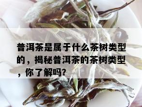 普洱茶是属于什么茶树类型的，揭秘普洱茶的茶树类型，你了解吗？