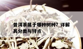 普洱茶属于哪种树种？详解其分类与特点