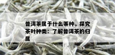 普洱茶属于什么茶种，探究茶叶种类：了解普洱茶的归属