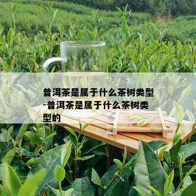 普洱茶是属于什么茶树类型-普洱茶是属于什么茶树类型的