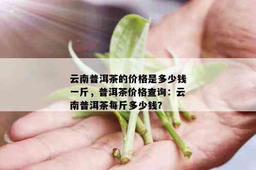 云南普洱茶的价格是多少钱一斤，普洱茶价格查询：云南普洱茶每斤多少钱？