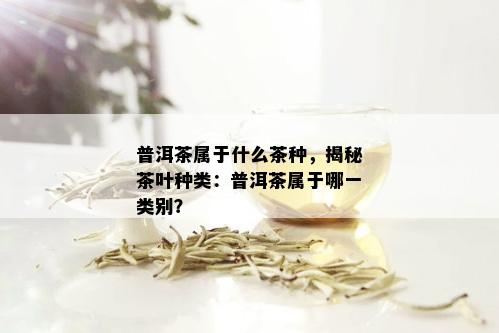 普洱茶属于什么茶种，揭秘茶叶种类：普洱茶属于哪一类别？